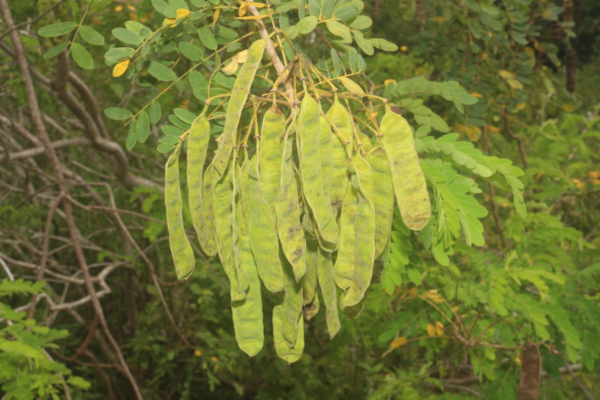 Senna auriculata (L.) Roxb.